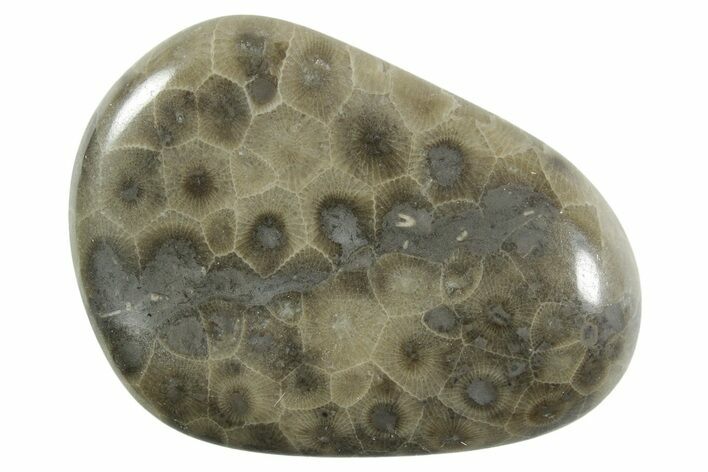 Polished Petoskey Stone (Fossil Coral) - Michigan #348586